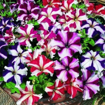 Axonal PETUNIA ULTRA STAR FLOWER (PACK OF 25 SEEDS) Seed(25 per packet)