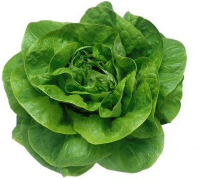 Kofy Lettuce butter head green Seed(50 per packet)