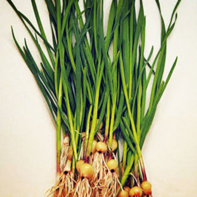 XOLDA Garlic chives Seed(50 per packet)