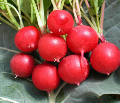 XOLDA Radish round red Seed(50 per packet)