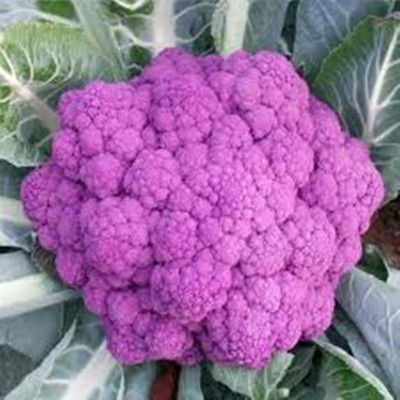FRESHO Purple cauliflower Seed(80 per packet)