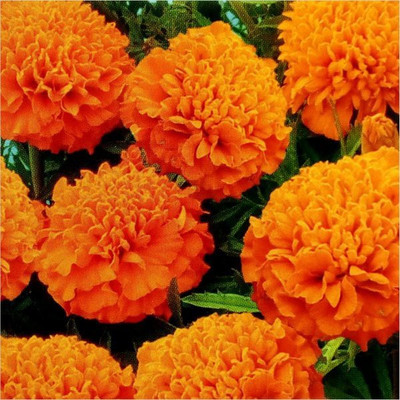 GROOT MARIGOLD Seed(150 per packet)