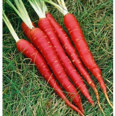 Pearlo Carrot red Seed(150 per packet)