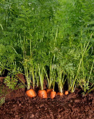 XOLDA Carrot Seed(25 per packet)