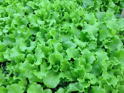 Kofy Lettuce grand rapid Seed(50 per packet)