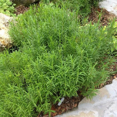 XOLDA Terragon (mugwort) Seed(50 per packet)