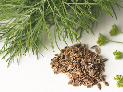 Kofy Dill Seed(50 per packet)