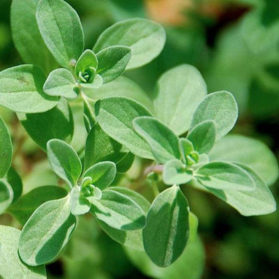Foscos Marjoram Seed(100 per packet)