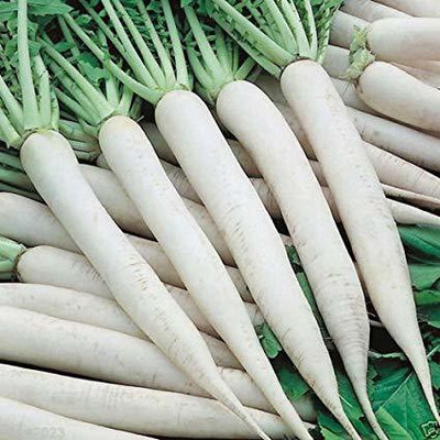 Paudha Radish Seed(10 per packet)