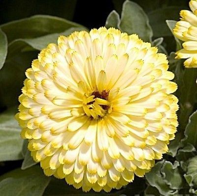 Antier CALENDULA CREAM Seed(300 per packet)