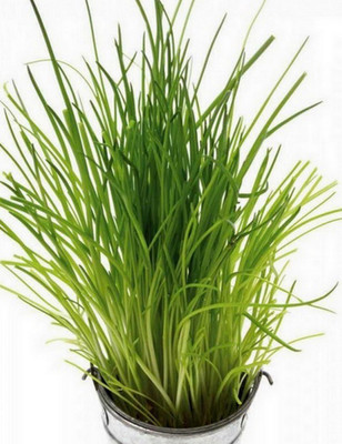 XOLDA Chives Seed(50 per packet)