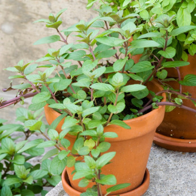 XOLDA Marjoram Seed(50 per packet)