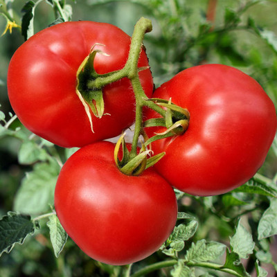 XOLDA Tomato Plant Seed(51 per packet)