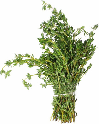 XOLDA Thyme Seed(50 per packet)