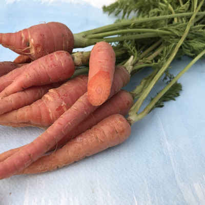 XOLDA Red carrot Seed(25 per packet)