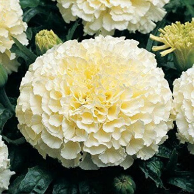 GROOT MARIGOLD Seed(100 per packet)