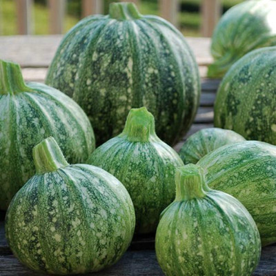 Farmonix Pumpkin Vegetable Seed(50 per packet)