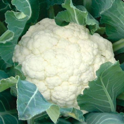 Farmonix High Quality White Cauliflower Seed(500 per packet)