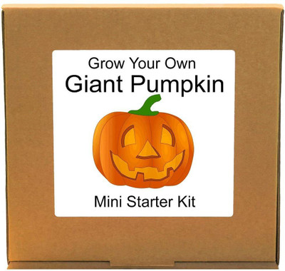 VibeX pumpkin Seed(30 per packet)