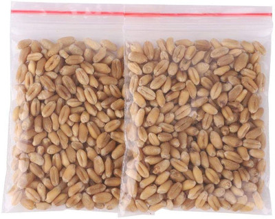 VibeX ™ RPG-1355-Plant Seeds Wheatgrass Seed(2500 per packet)