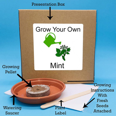 VibeX ™ RPG-67-Indoor Herbs Growing Kit – Unusual, Unique and Quirky Coriander Seed(30 per packet)