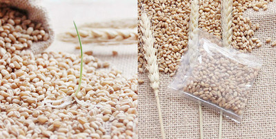 VibeX ® VXI-1450-Hard Red Wheat Seed, Grow Wheatgrass Sprouting Seed(25 per packet)
