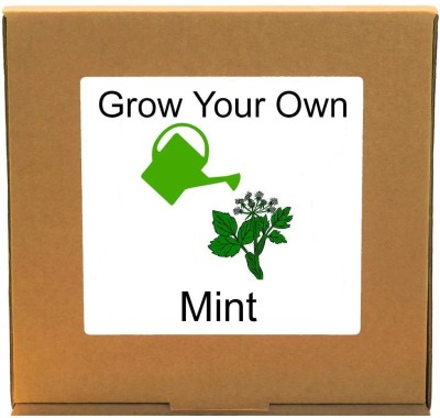 VibeX ™ LXI-65-Grow Your Own Fresh Mint – Indoor Herbs Growing Kit Seed(30 per packet)