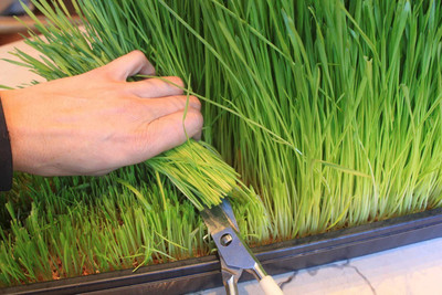 VibeX Wheatgrass Seed(10000 per packet)