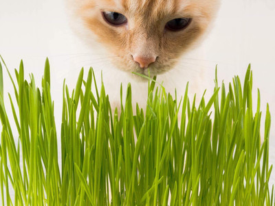 VibeX ™ MXI-1371-Original Organic Wheatgrass Kit Seed(2500 per packet)