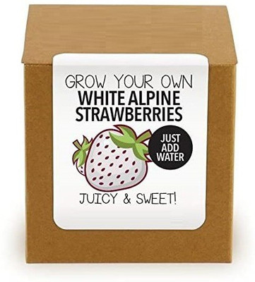 VibeX strawberry Seed(30 per packet)