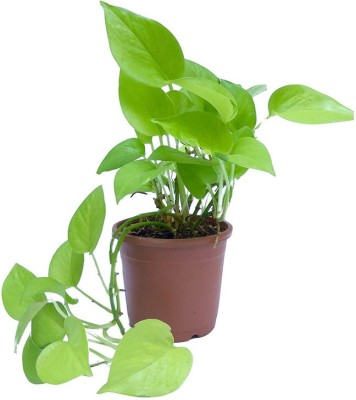 EdensField Money Plant(Hybrid, Pack of 1)