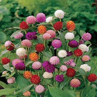 Paudha Gomphrena Seed(25 per packet)