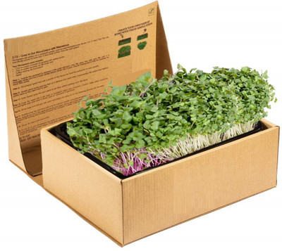 VibeX Mixed MICROGREENS KIT Seed(30 per packet)
