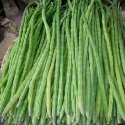 sporos Drumsticks Seed(25 per packet)