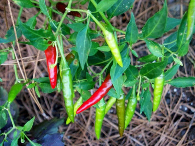 sporos GREEN CHILLI Seed(20 per packet)