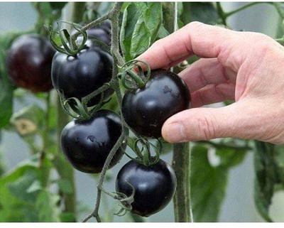 KANAYA Hybrid Black Tomato Seed(750 per packet)