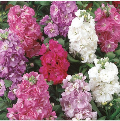 sporos Stock Seed(10 per packet)