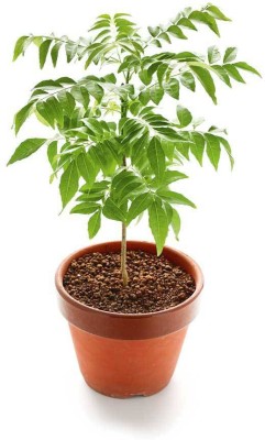 My Dream Nursery Curry Leaf Plant(Hybrid, Pack of 1)