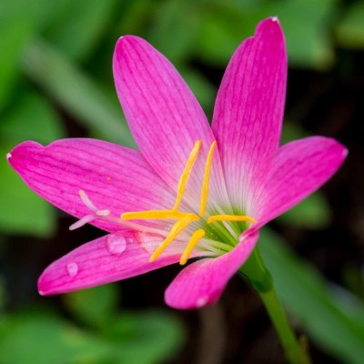 LIVE GREEN Flower Bulbs | Rain Lily/Zephyranthes Flower Bulbs For Home Garden - (Pack of 50 Bulbs pink) Seed(50 per packet)
