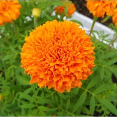 Kofy Genda phool (marigold) Seed(25 per packet)