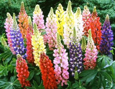 Kofy Lupin Seed(35 per packet)