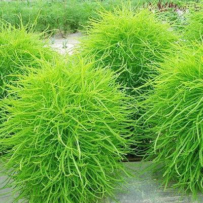 Kofy Burning bush (kochia) Seed(45 per packet)