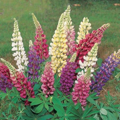 Kofy Lupin Seed(25 per packet)