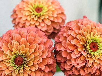 Kofy Zinnia Seed(20 per packet)