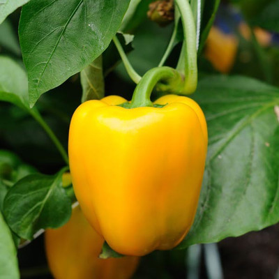 Paudha Capsicum Yellow Seed(37 per packet)
