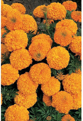 Kofy Genda phool (marigold) Seed(45 per packet)