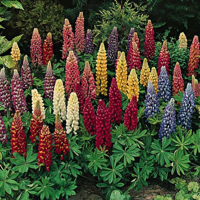 Kofy Lupin Seed(45 per packet)
