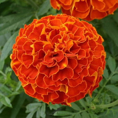 Kofy Marigold Seed(35 per packet)