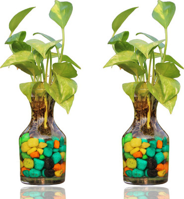 Ukanda Money Plant(Hybrid, Pack of 1)