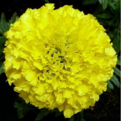 Paudha Marigold Yellow Seed(15 per packet)